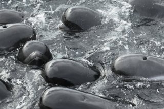 46 globicéphales sont encore vivants à Cheynes Beach.